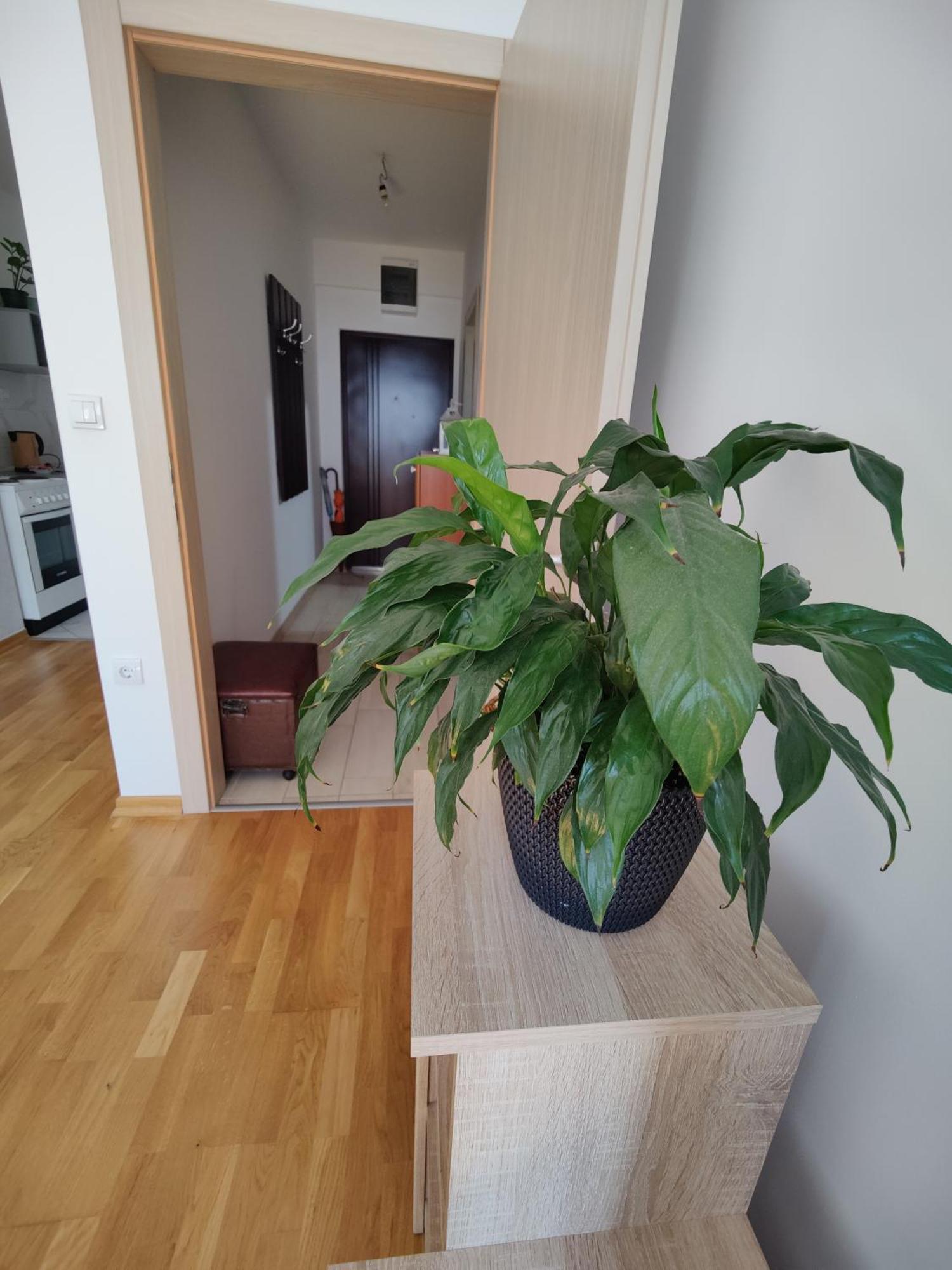 Apartman Aleksic Ni Exteriör bild